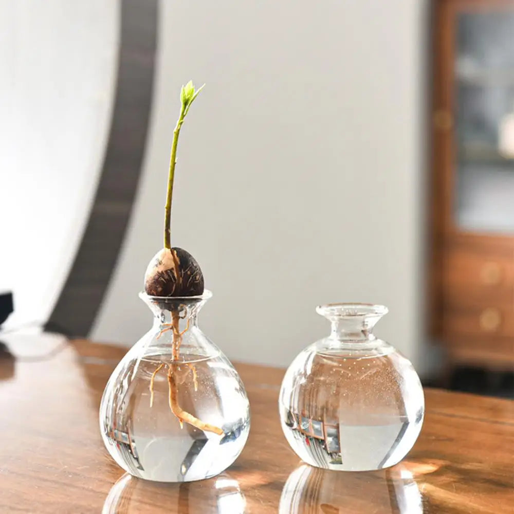 Avocado Seed Starter Glass Vase