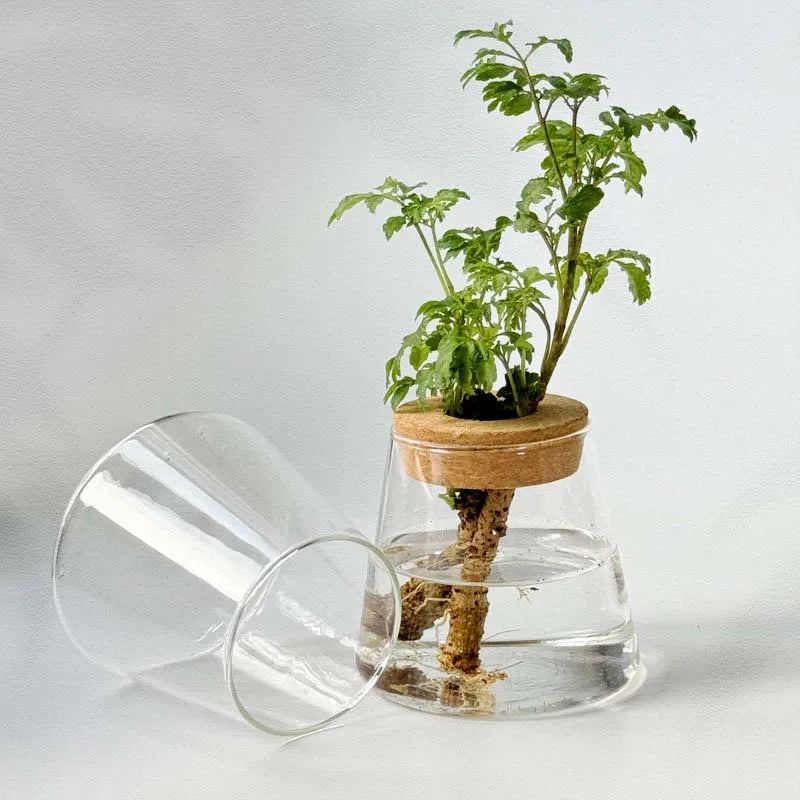 Nordic Hydroponic Volcano Vase Set