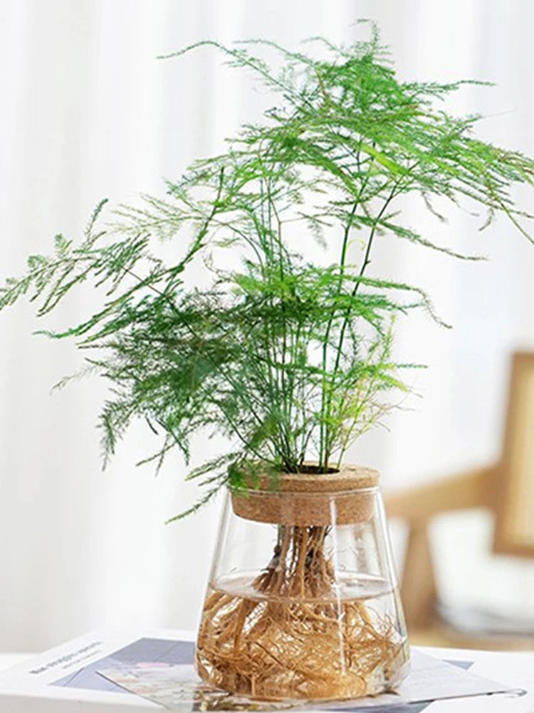 Mini Hydroponic Eco Glass Bottle