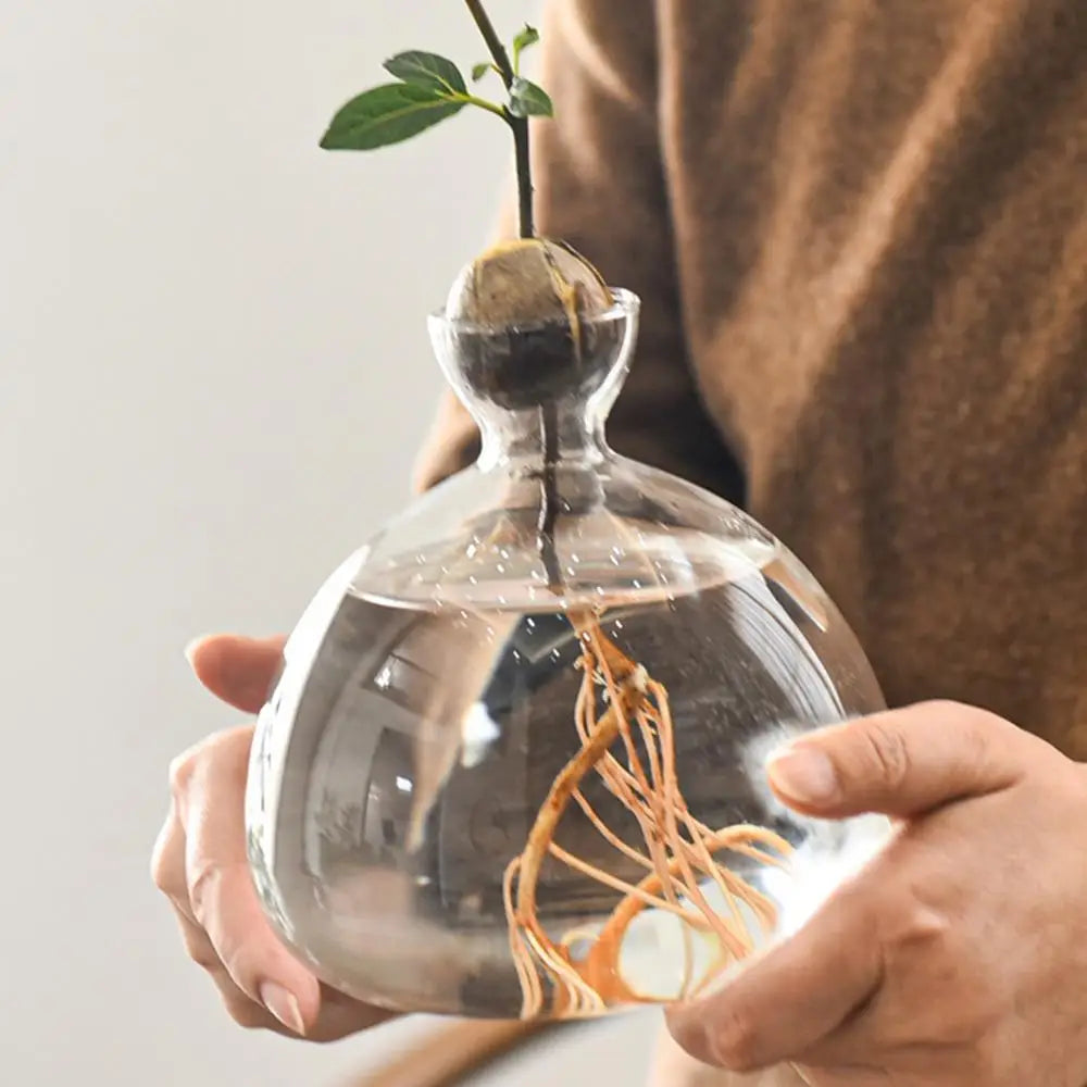 Avocado Seed Starter Glass Vase