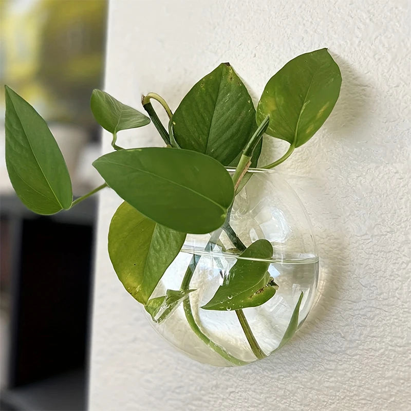 Hydroponic Glass Vase Wall Hanging