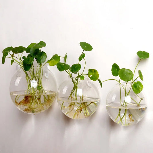 Hydroponic Glass Vase Wall Hanging