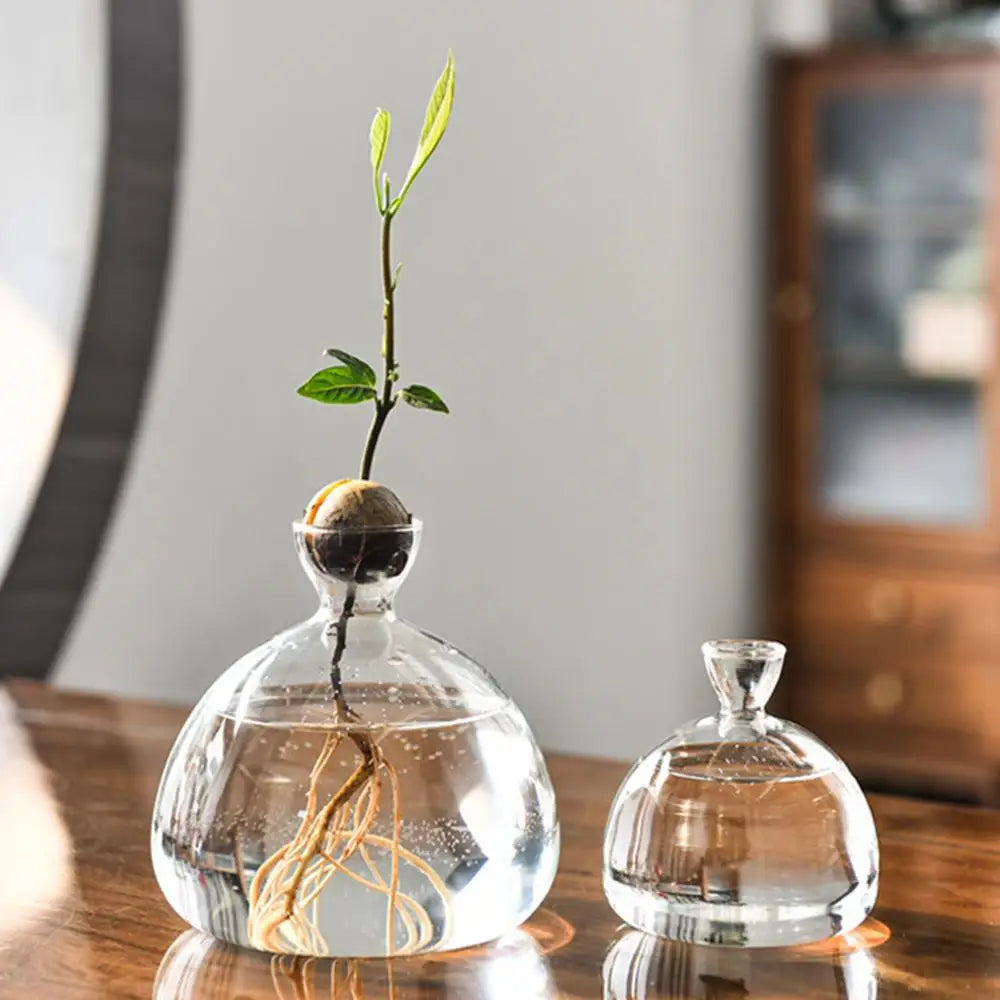 Avocado Seed Starter Glass Vase