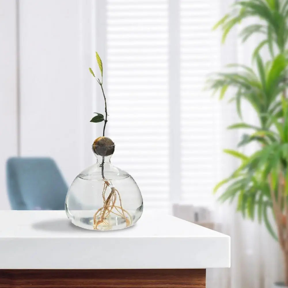 Avocado Seed Starter Glass Vase