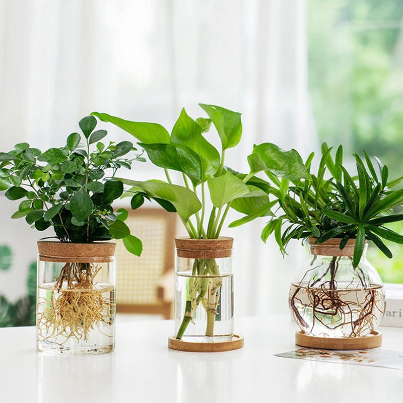 Mini Hydroponic Eco Glass Bottle