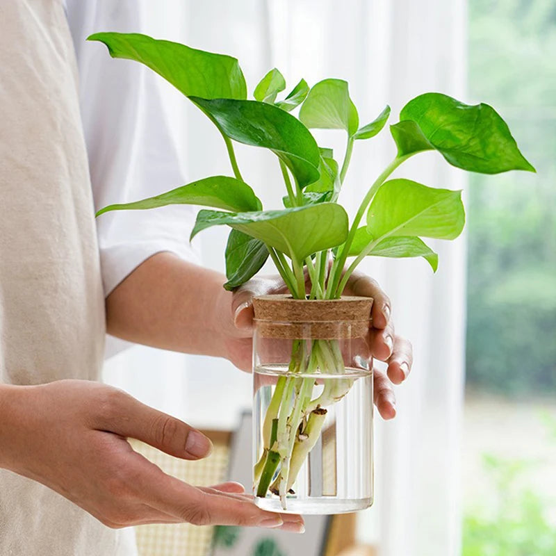 Mini Hydroponic Eco Glass Bottle