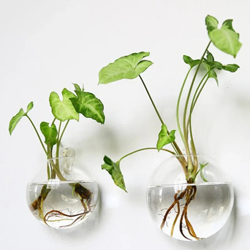 Hydroponic Glass Vase Wall Hanging